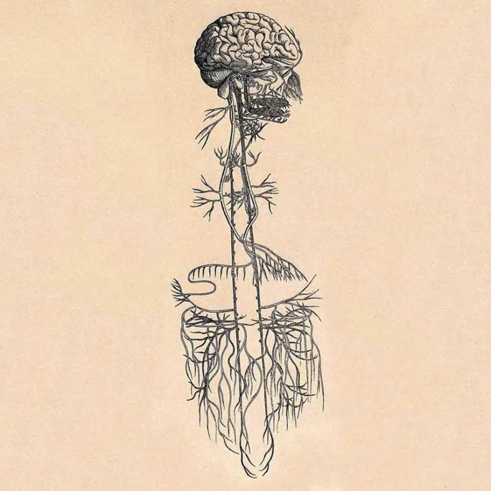 01fe37949565422e28df49293a42de5f35-09-vagus-nerve.2x.rsquare.w700-(004)